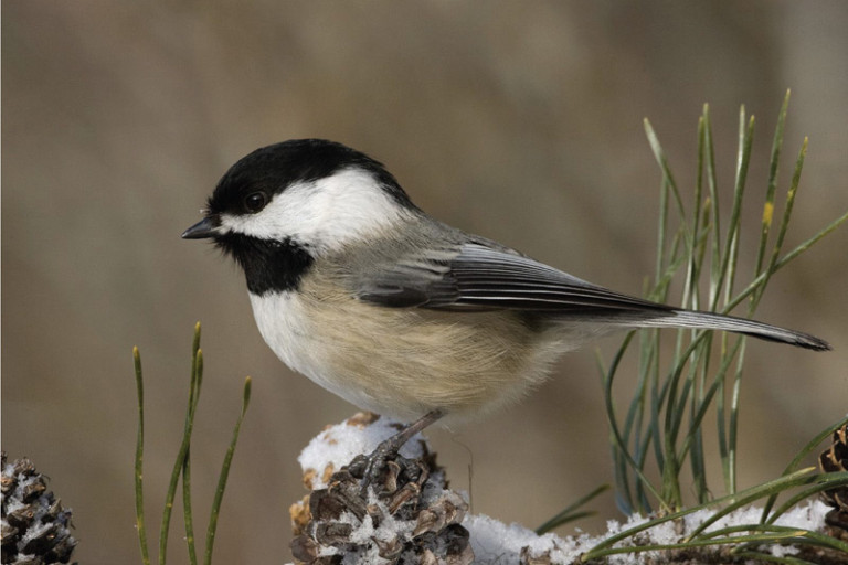 The design of this birdhouse helps Chickadees survive the winter