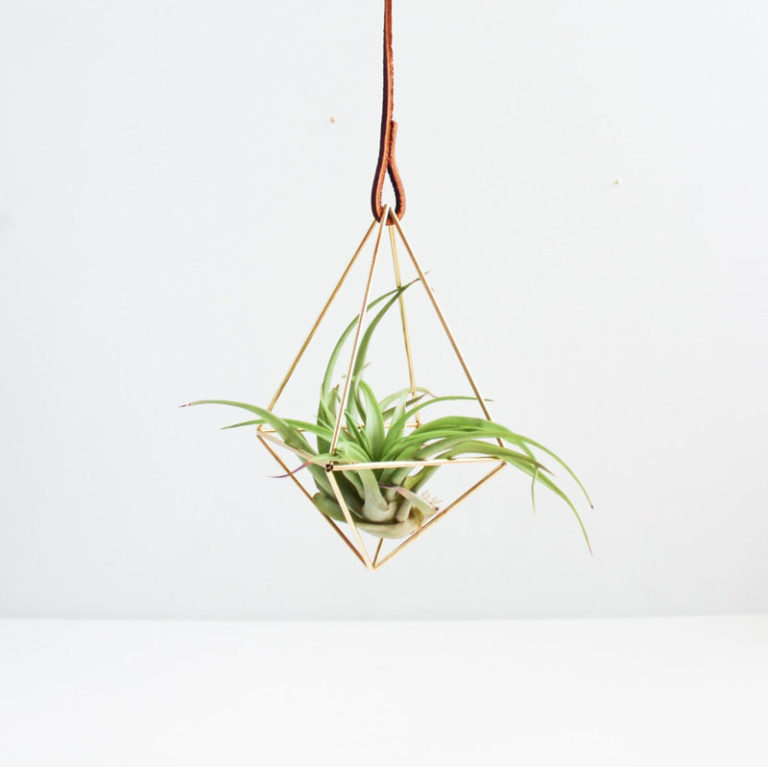 6 Creative Ideas For Displaying Air Plants In Your Home