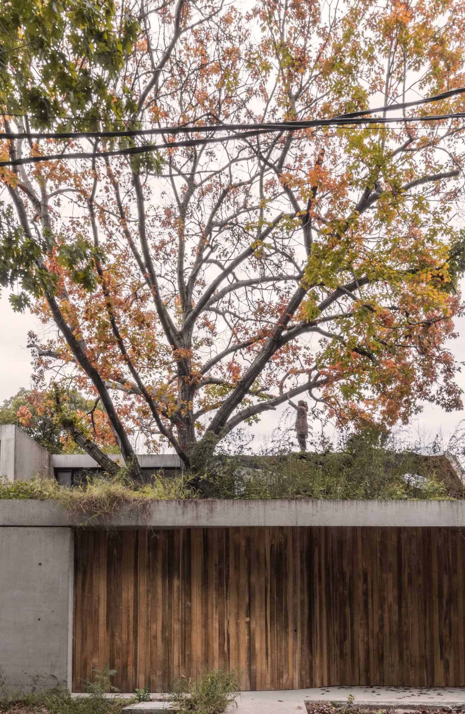 A contemporary home that wraps around a 100-year-old oak tree and has a green roof.