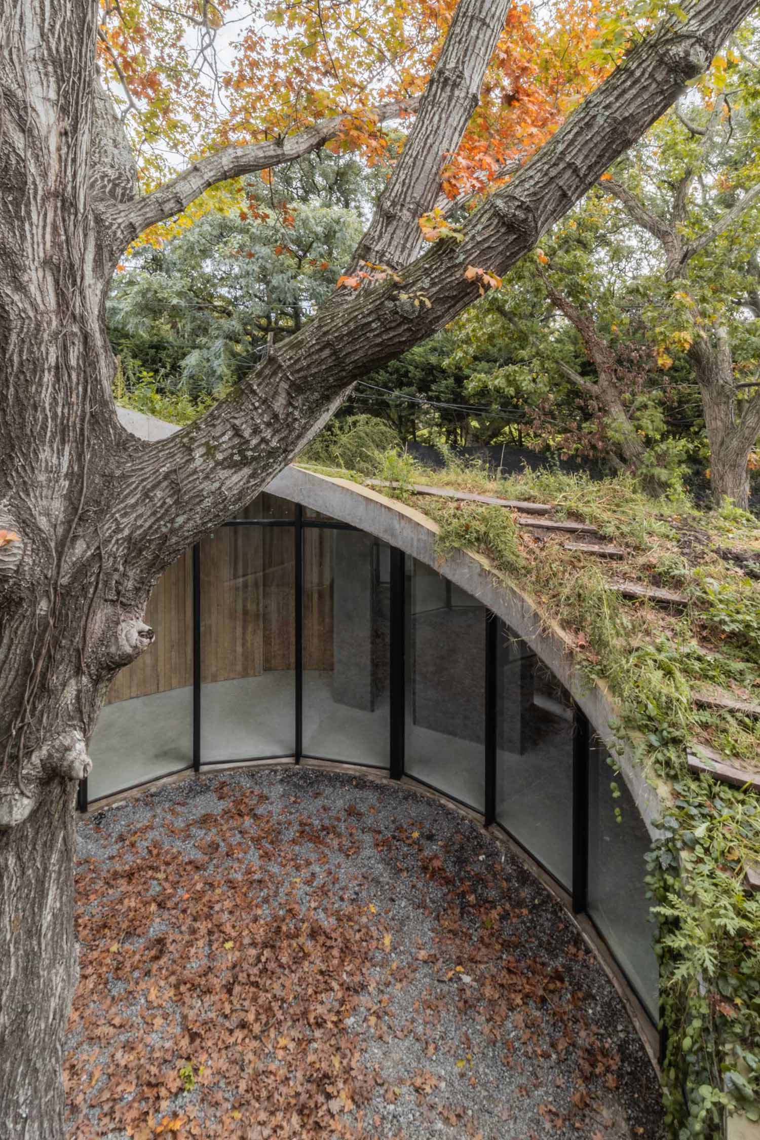 A contemporary ،me that wraps around a 100-year-old oak tree and has a green roof.