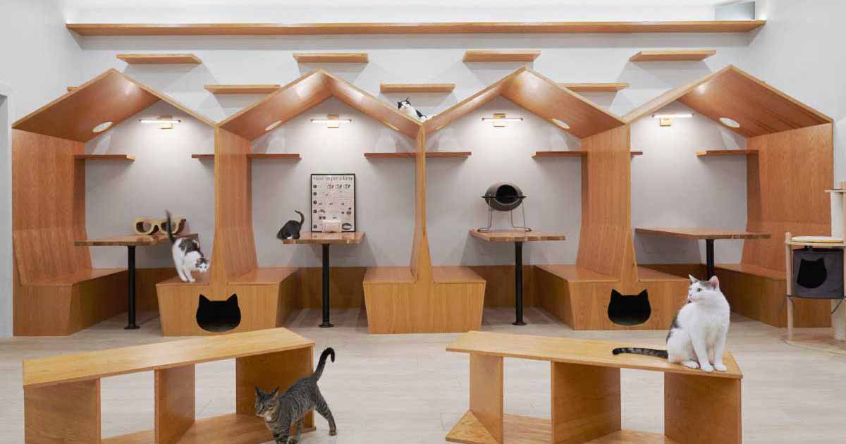 This Cat Cafe In New York Was Designed With Whimsy And Playfulness