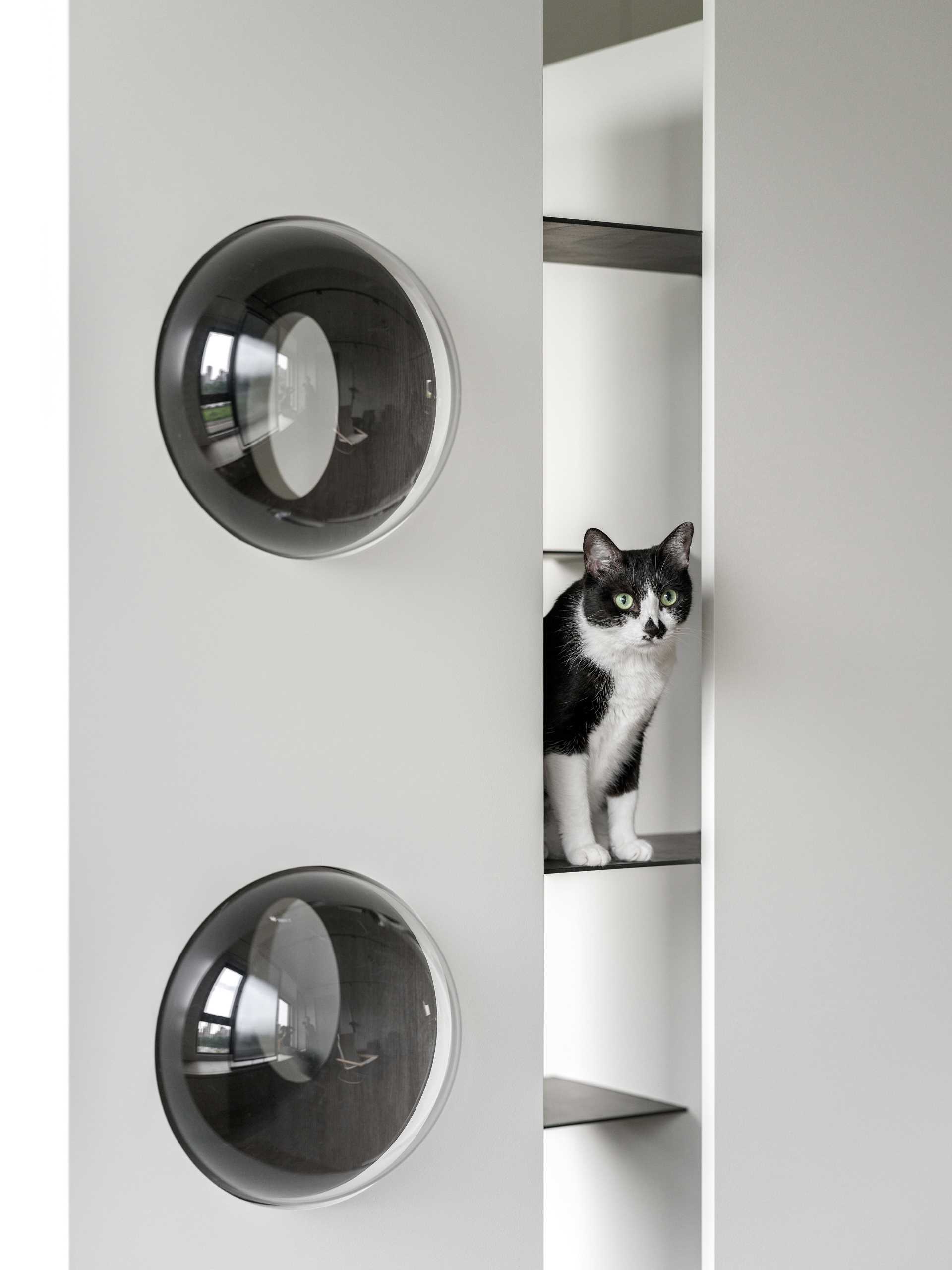 A modern apartment with design elements specifically for cats, like cat trees and elevated walkways.