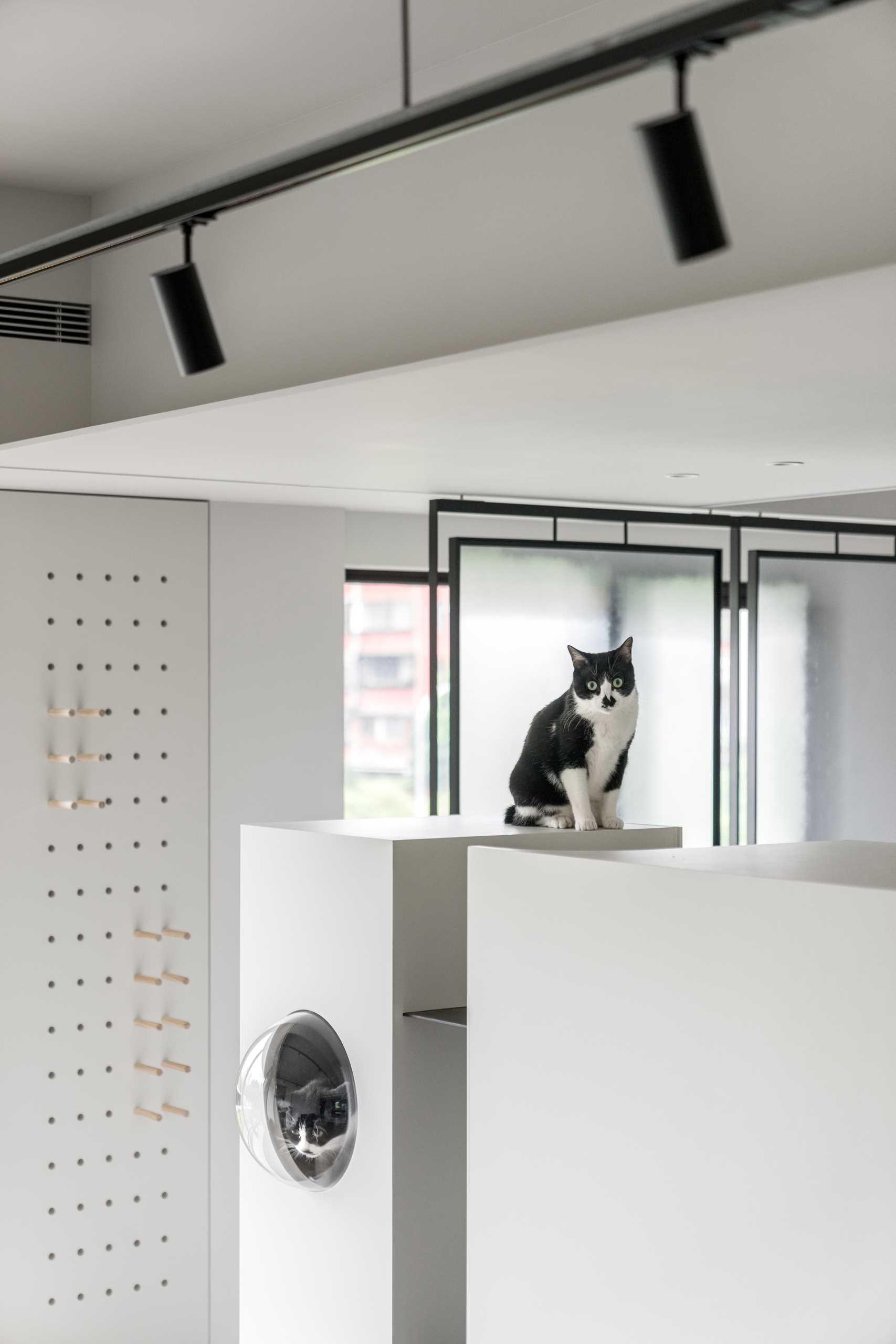 A modern apartment with design elements specifically for cats, like cat trees and elevated walkways.