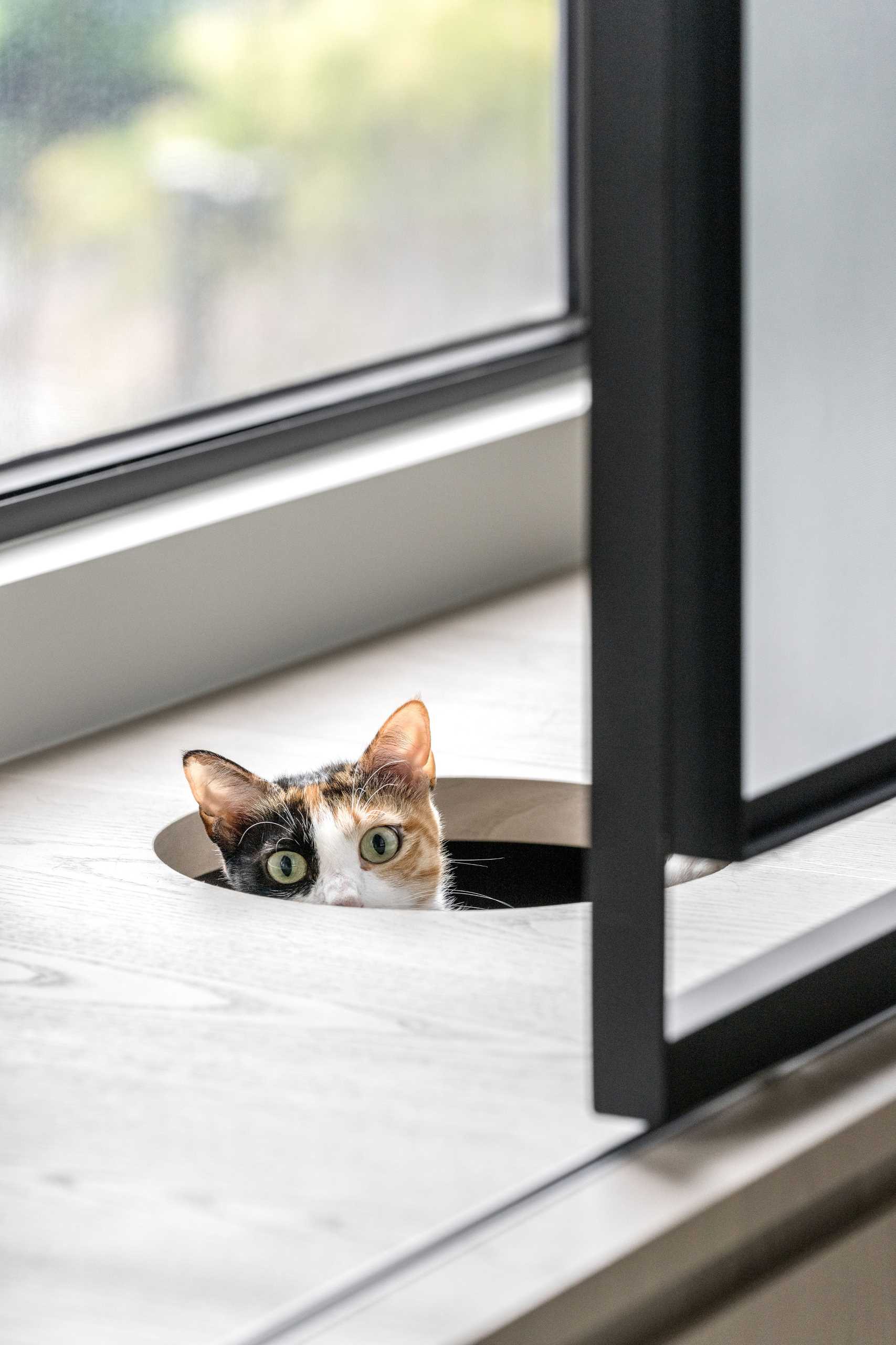 A modern apartment with design elements specifically for cats, like cat trees and elevated walkways.