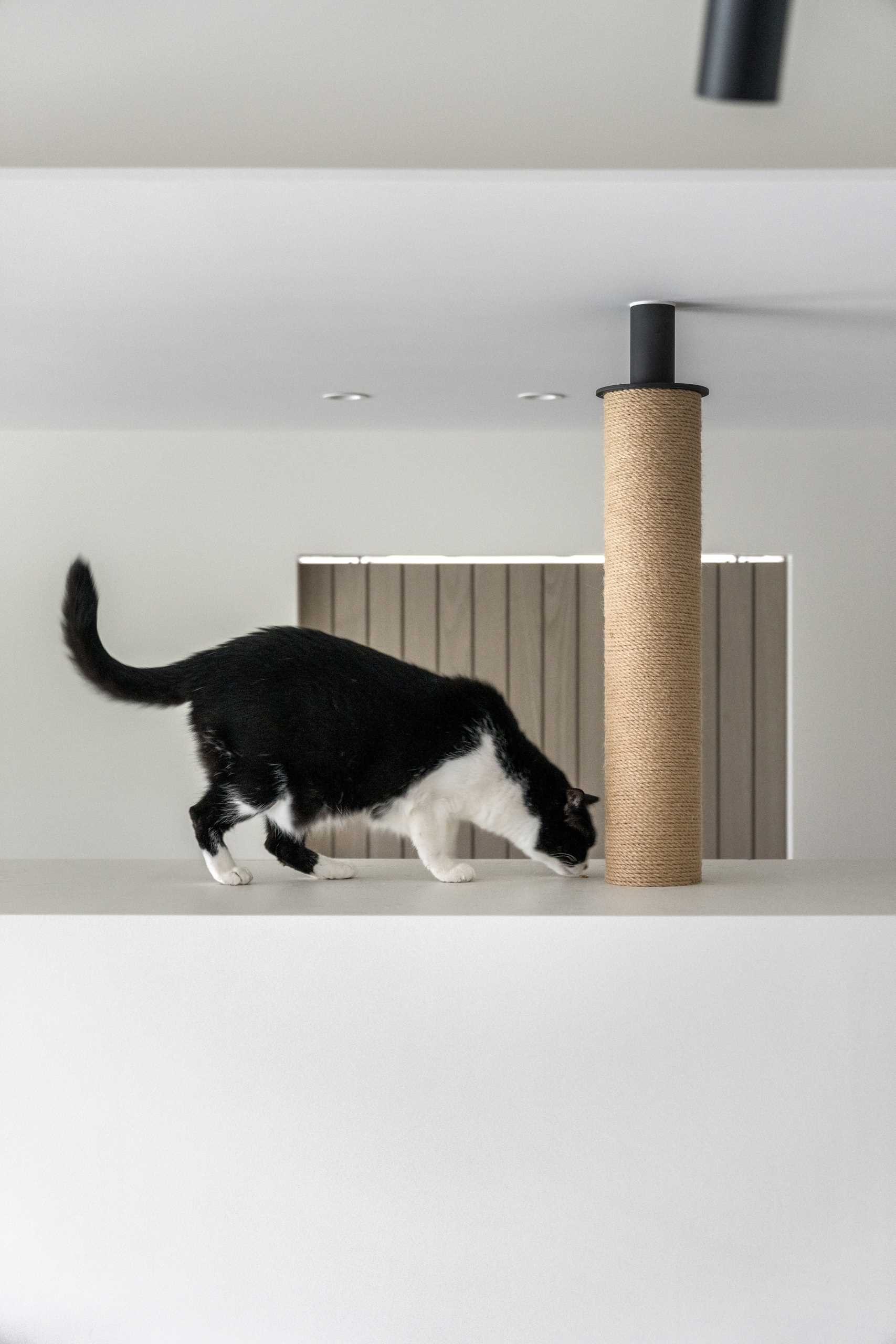 A modern apartment with design elements specifically for cats, like cat trees and elevated walkways.