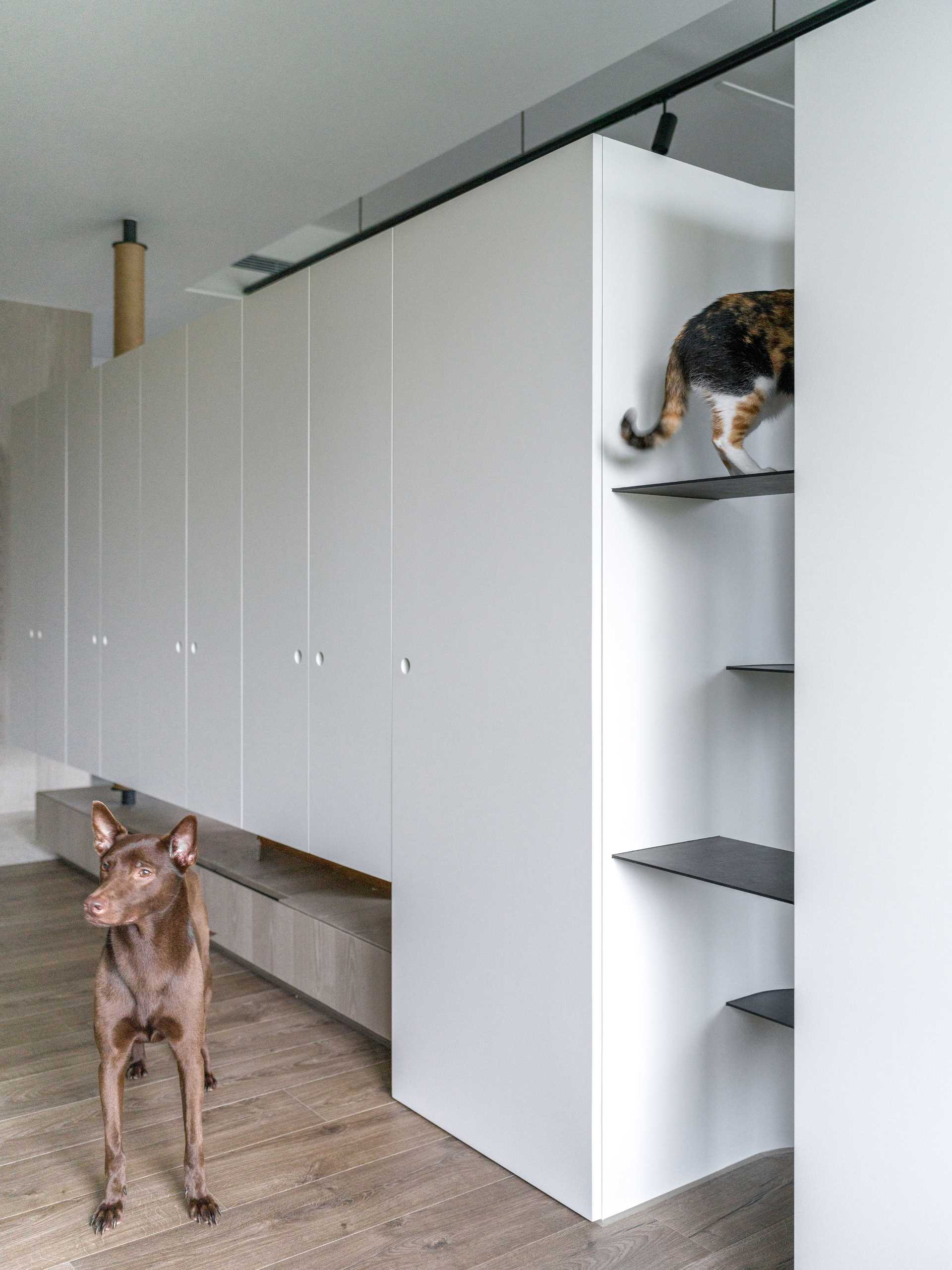 A modern apartment with design elements specifically for cats, like cat trees and elevated walkways.